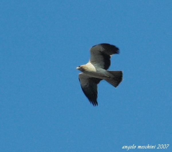 Aquila minore Hieraetus pennatus in Giardino....